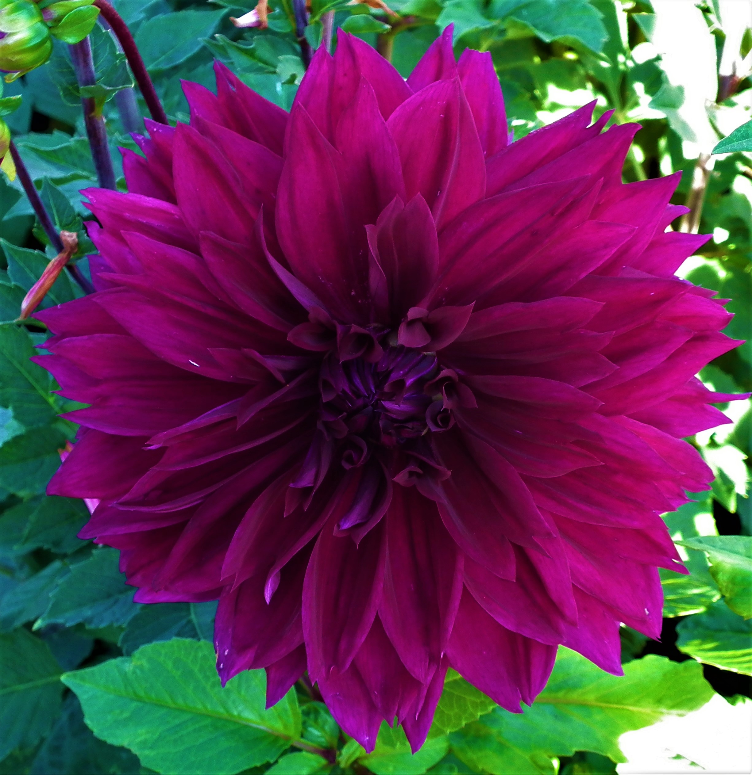 Dahlia Thomas Edison